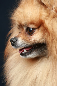 Budi